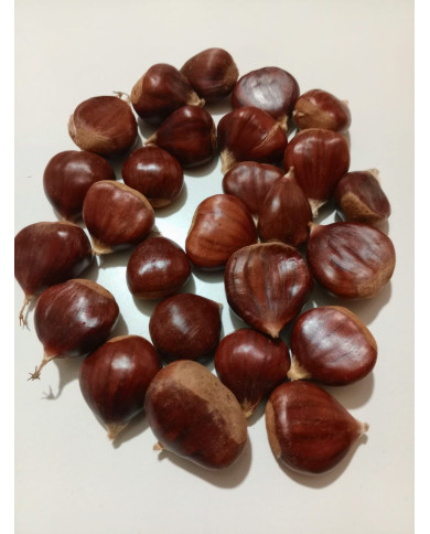 Castanha (saco 5kgs)