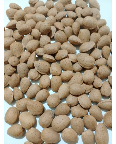 Amêndoa com casca dura (saco 10kg)